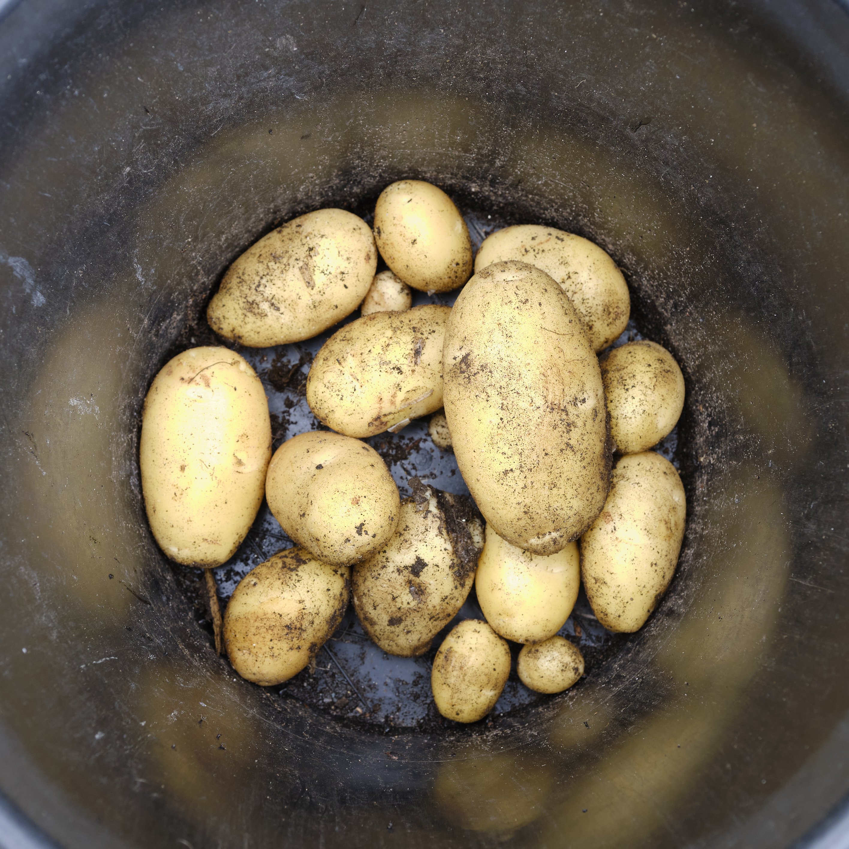 One root of Nichola potatoes