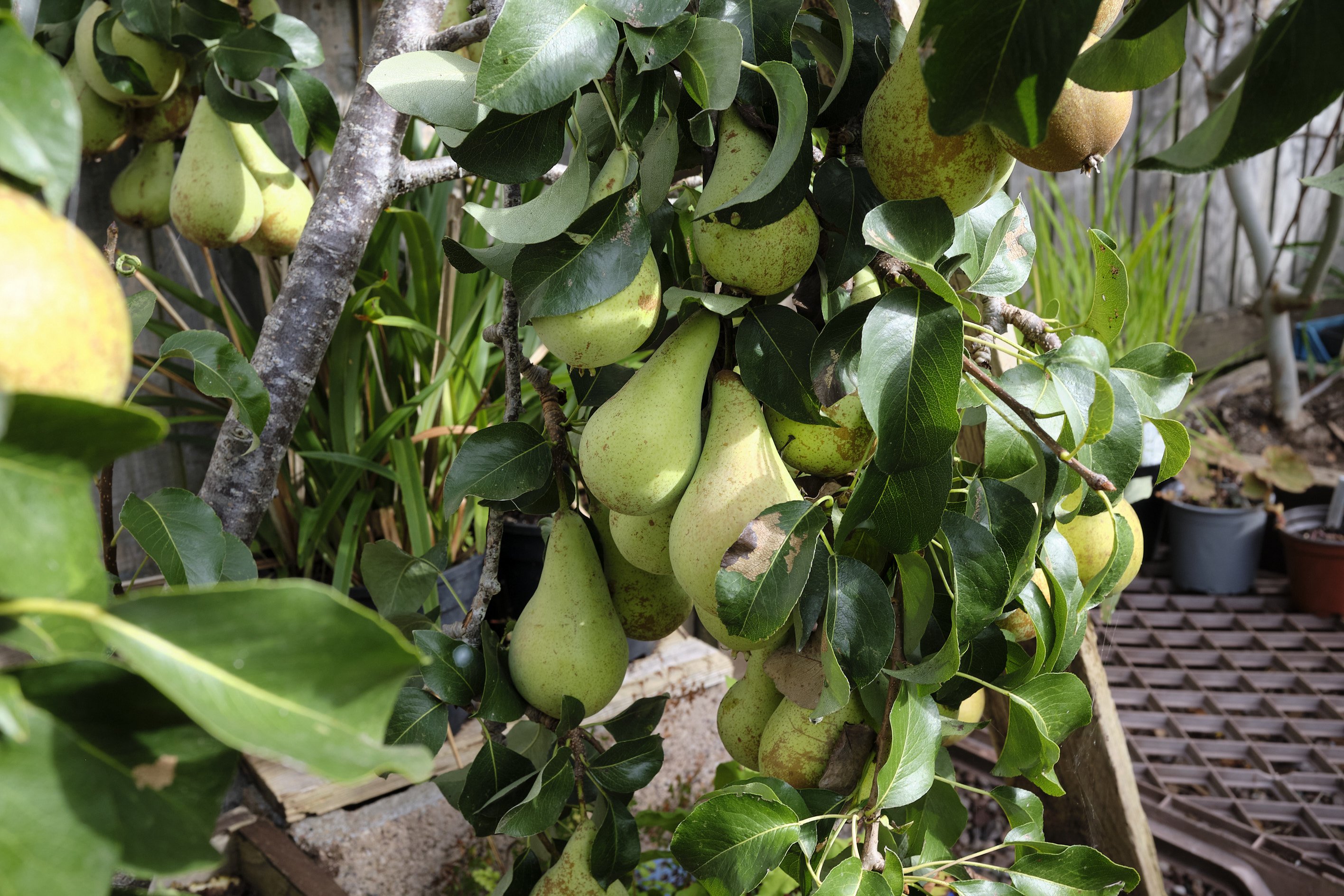 laden with pears
