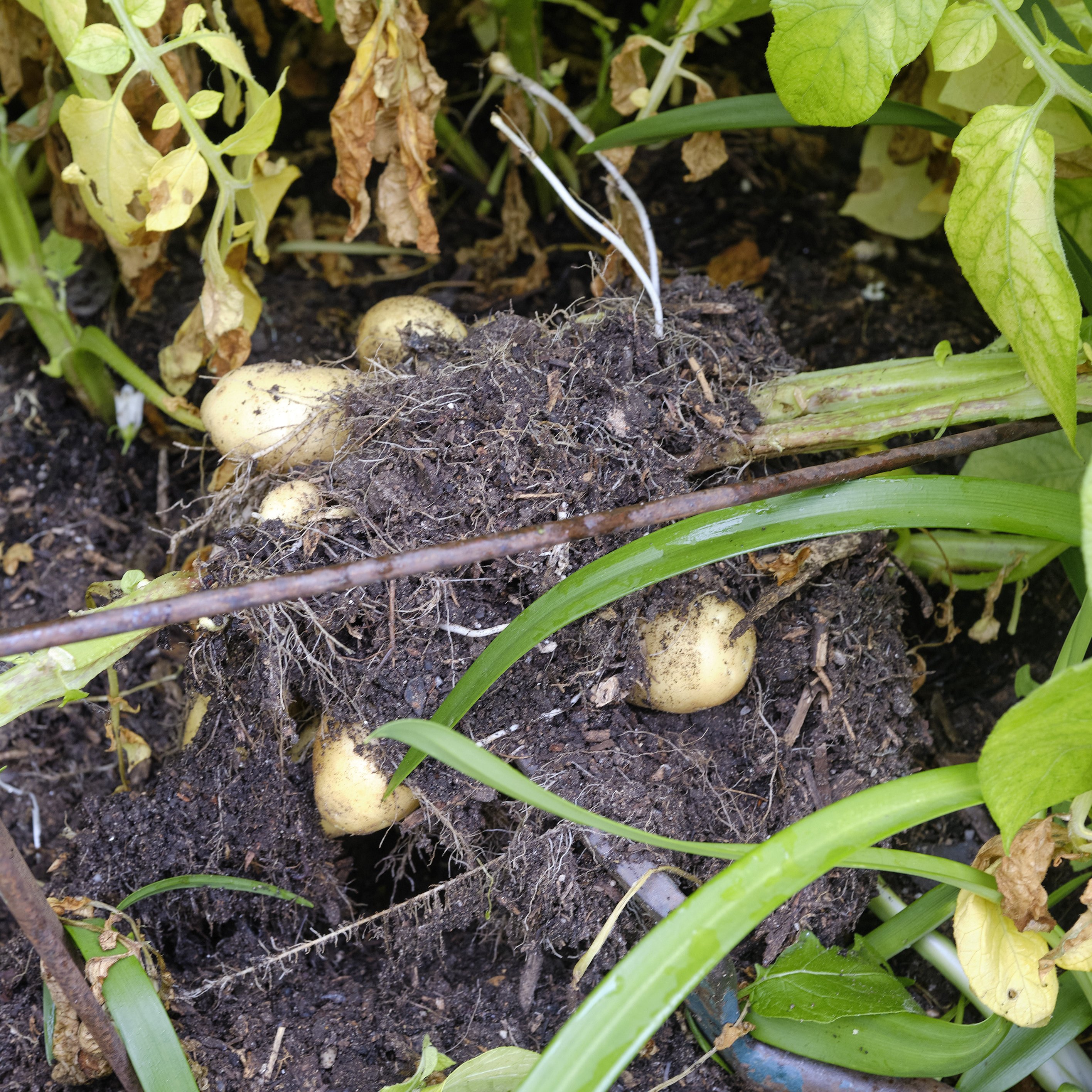First root of Nichola potatoes